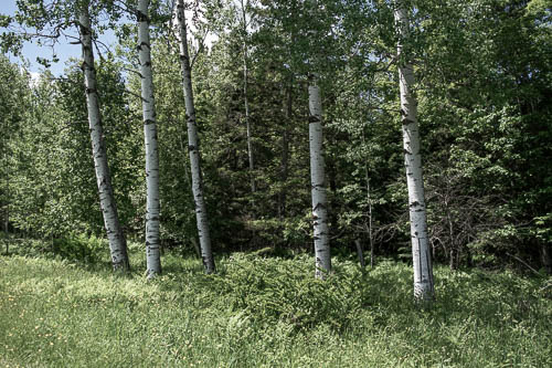 woodland trees